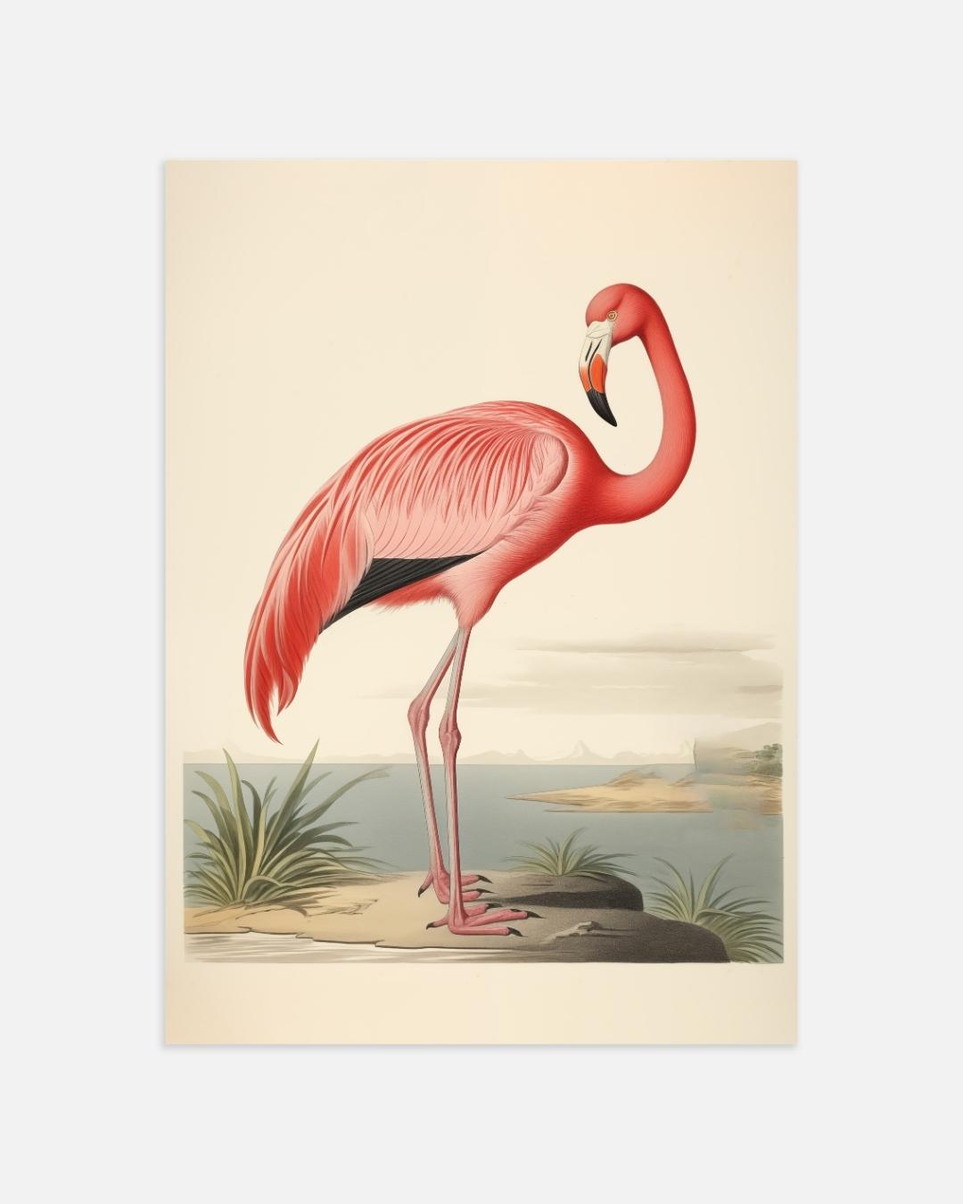 Tropische flamingo Poster