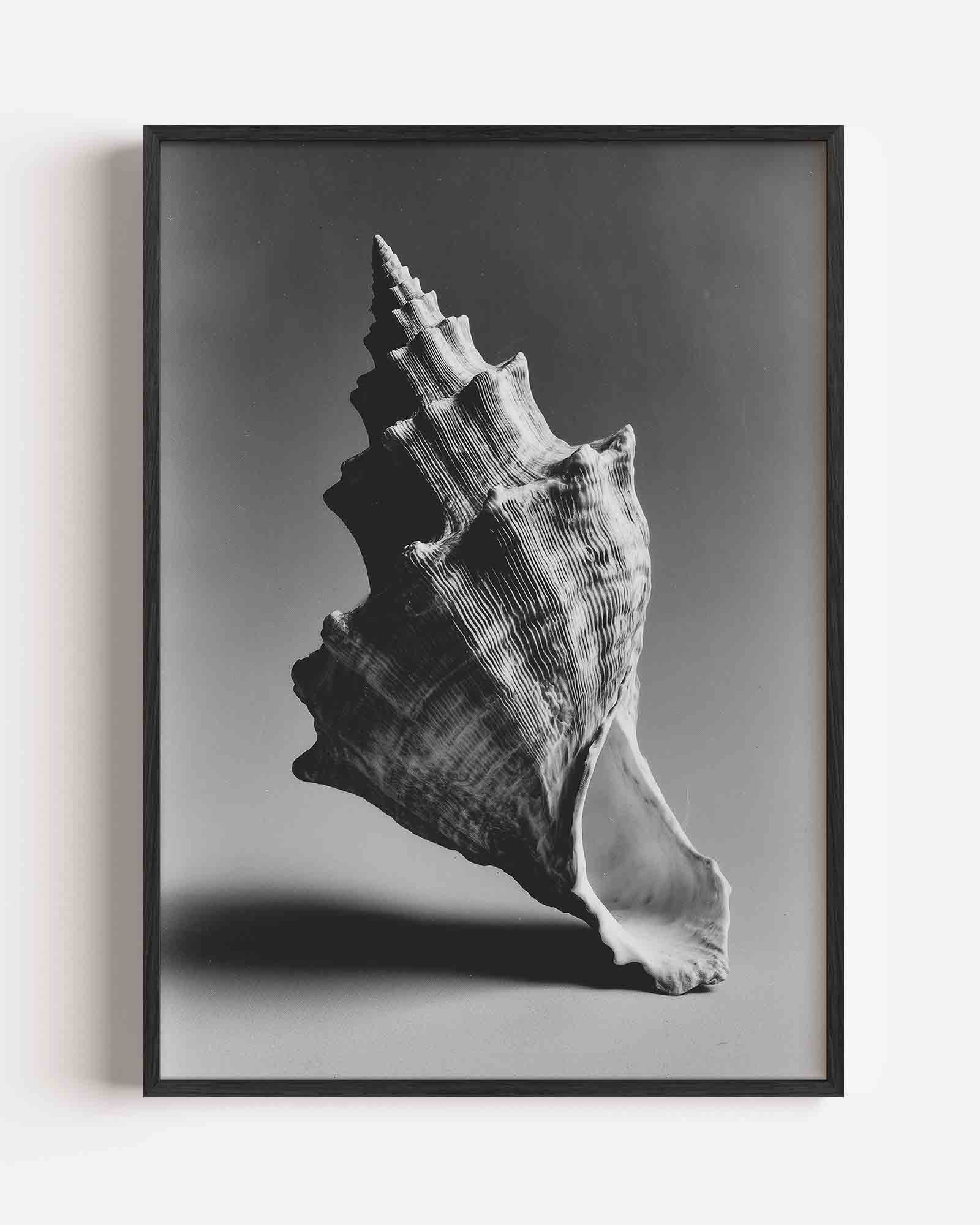 Schelp in zwart wit Poster