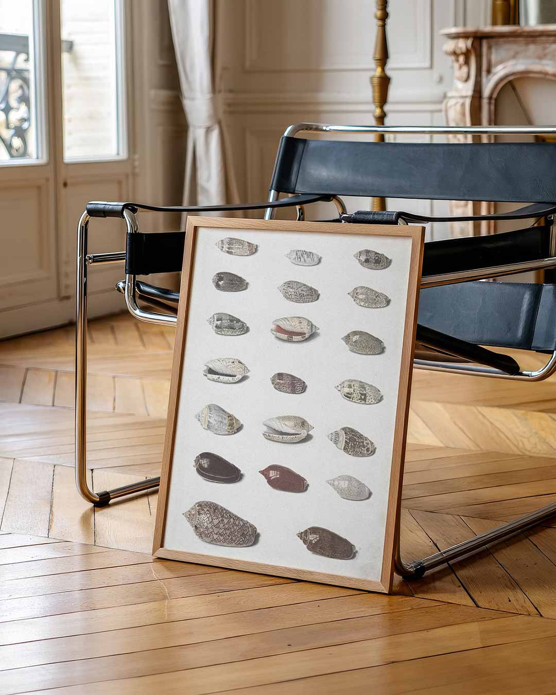 Elegante Schelpen Collectie Poster-WallArtistic