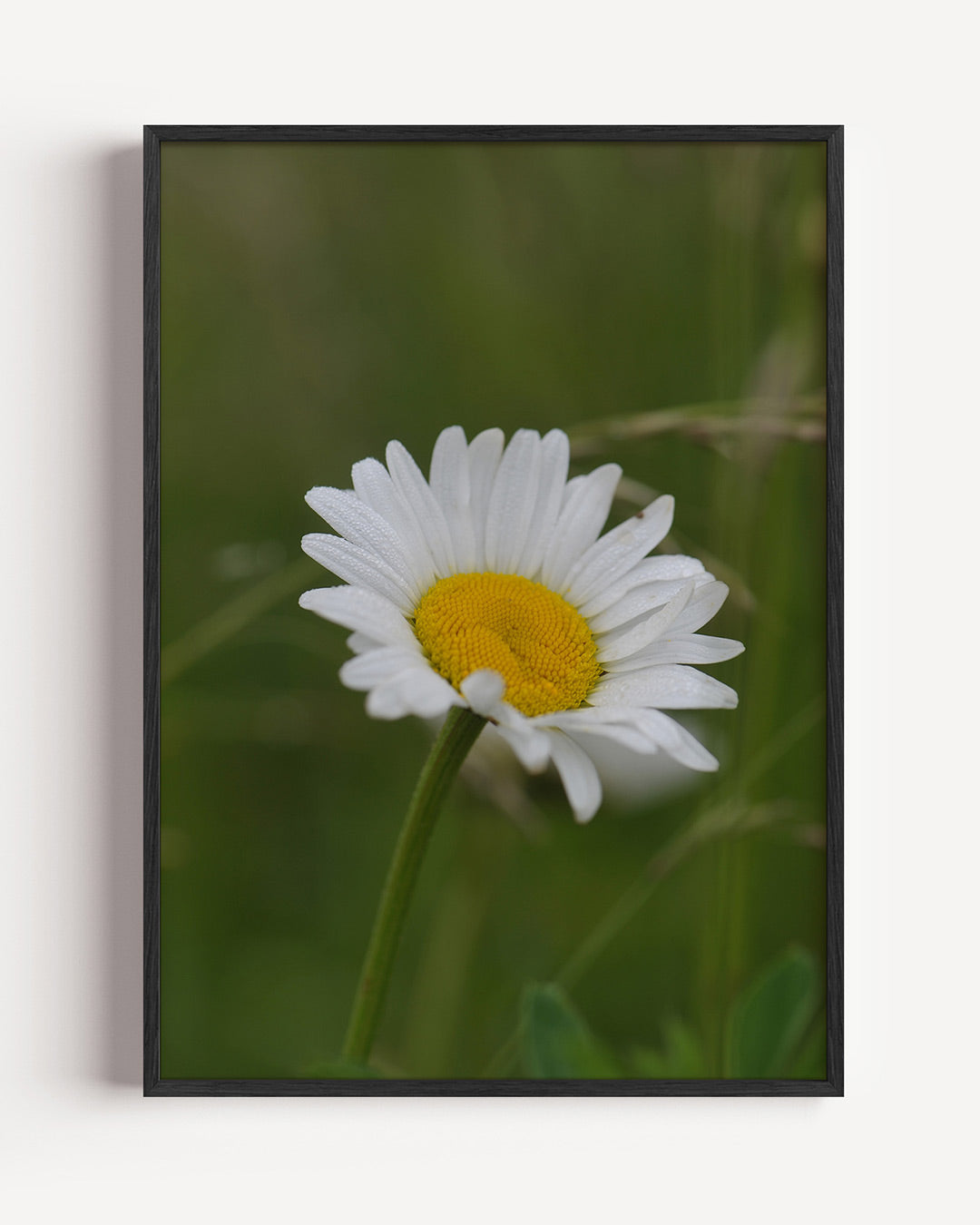 Bloem in natuur Poster