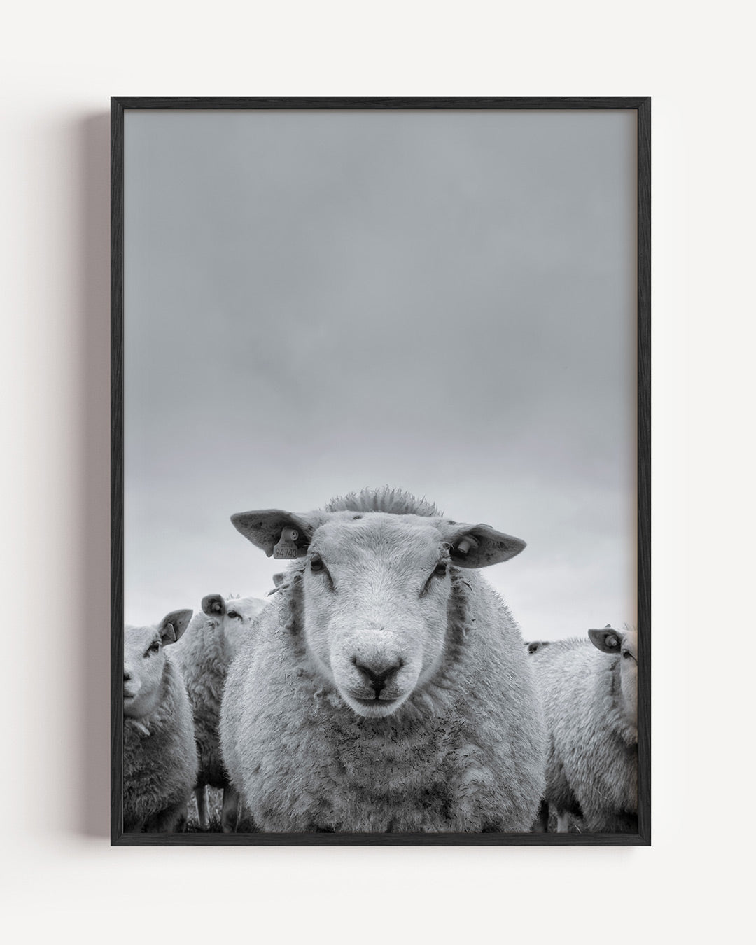 Schaap close up Poster