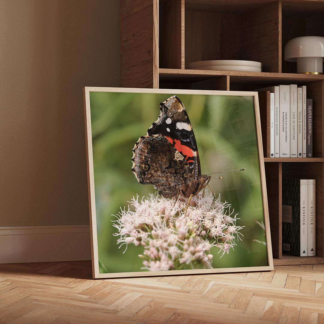 Vlinder op bloem Poster