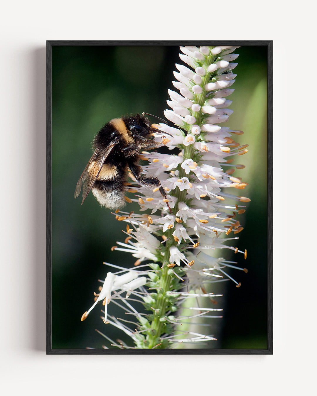 Bij op bloem Poster