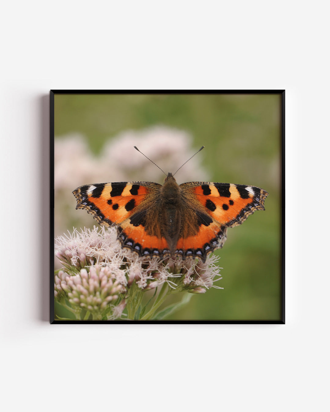 Vlinder op bloem Poster