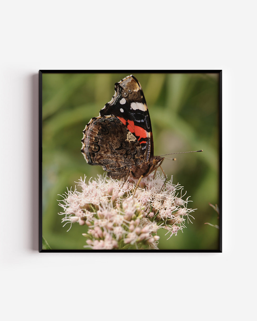 Vlinder op bloem Poster