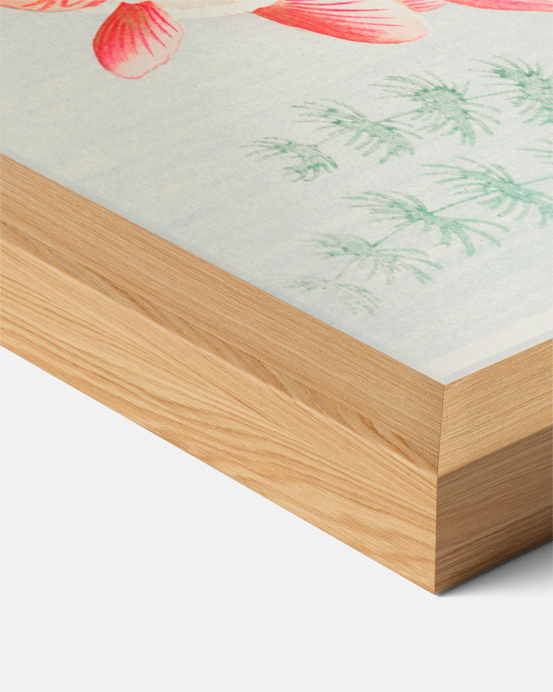 Japanse Goudvissen Poster-WallArtistic