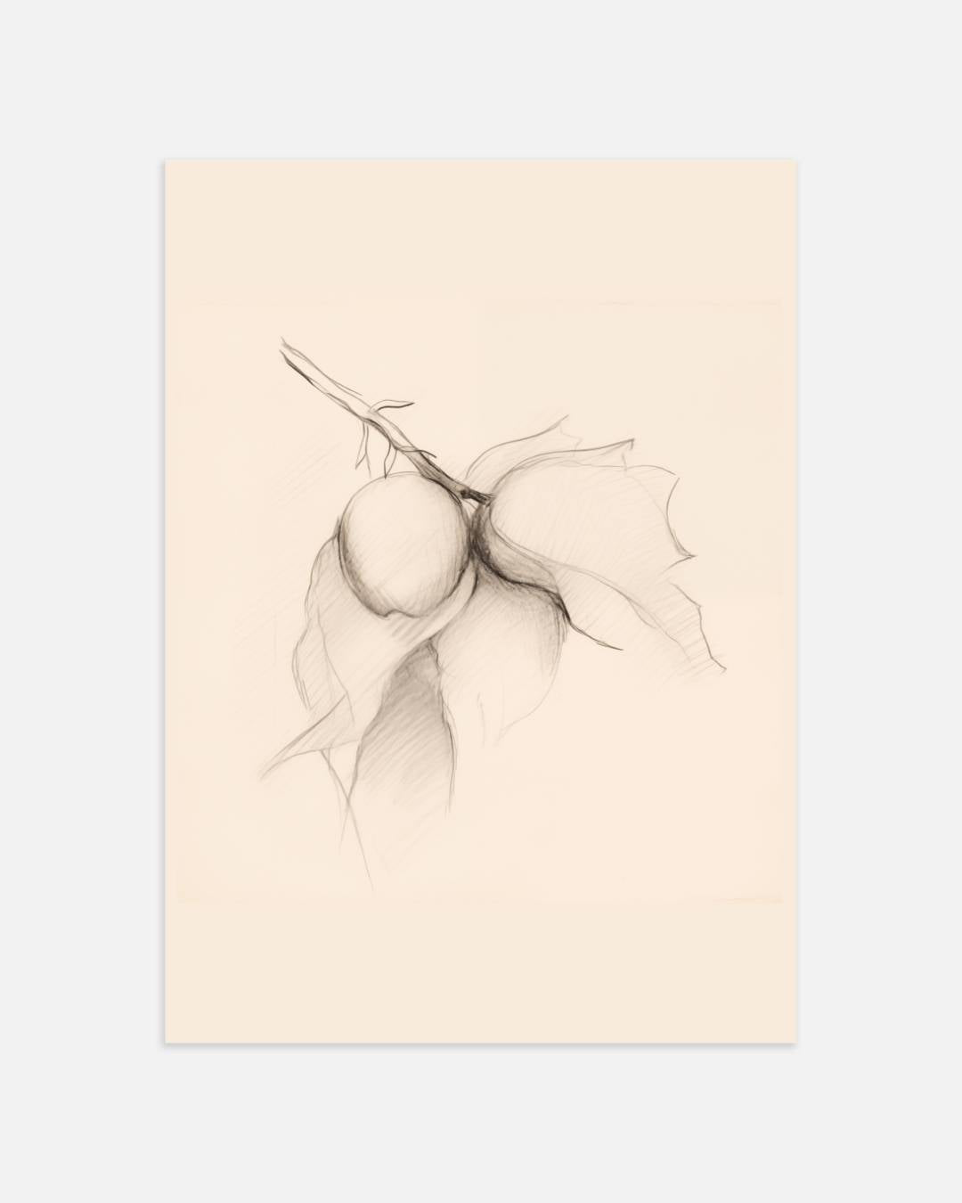 Botanische vruchtenschets Poster