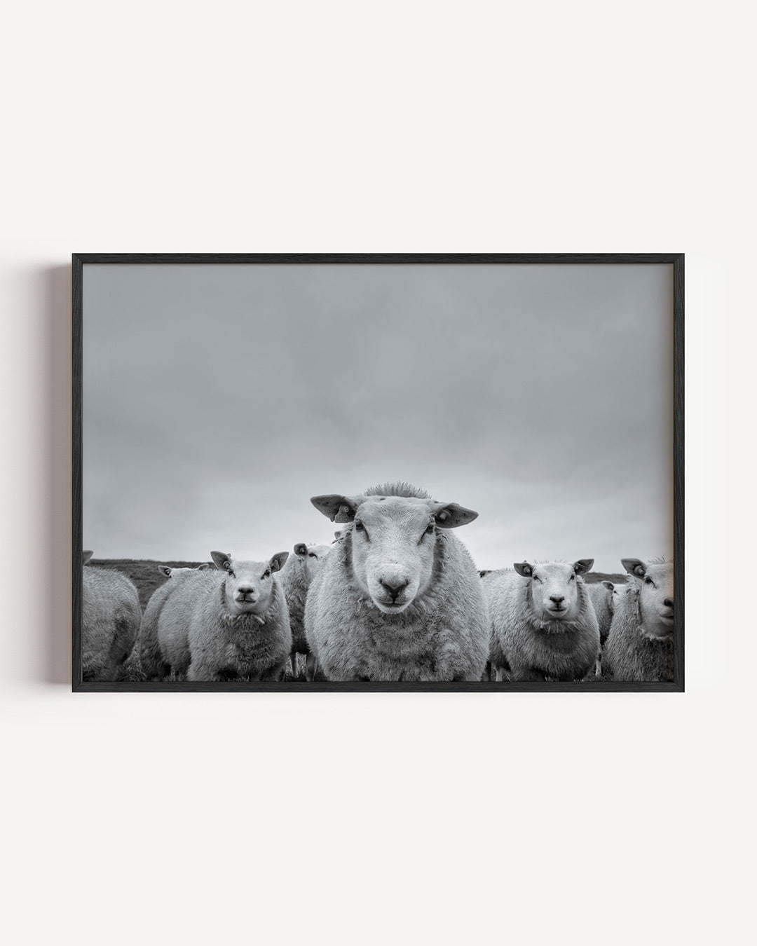 Schapen in de weide Poster