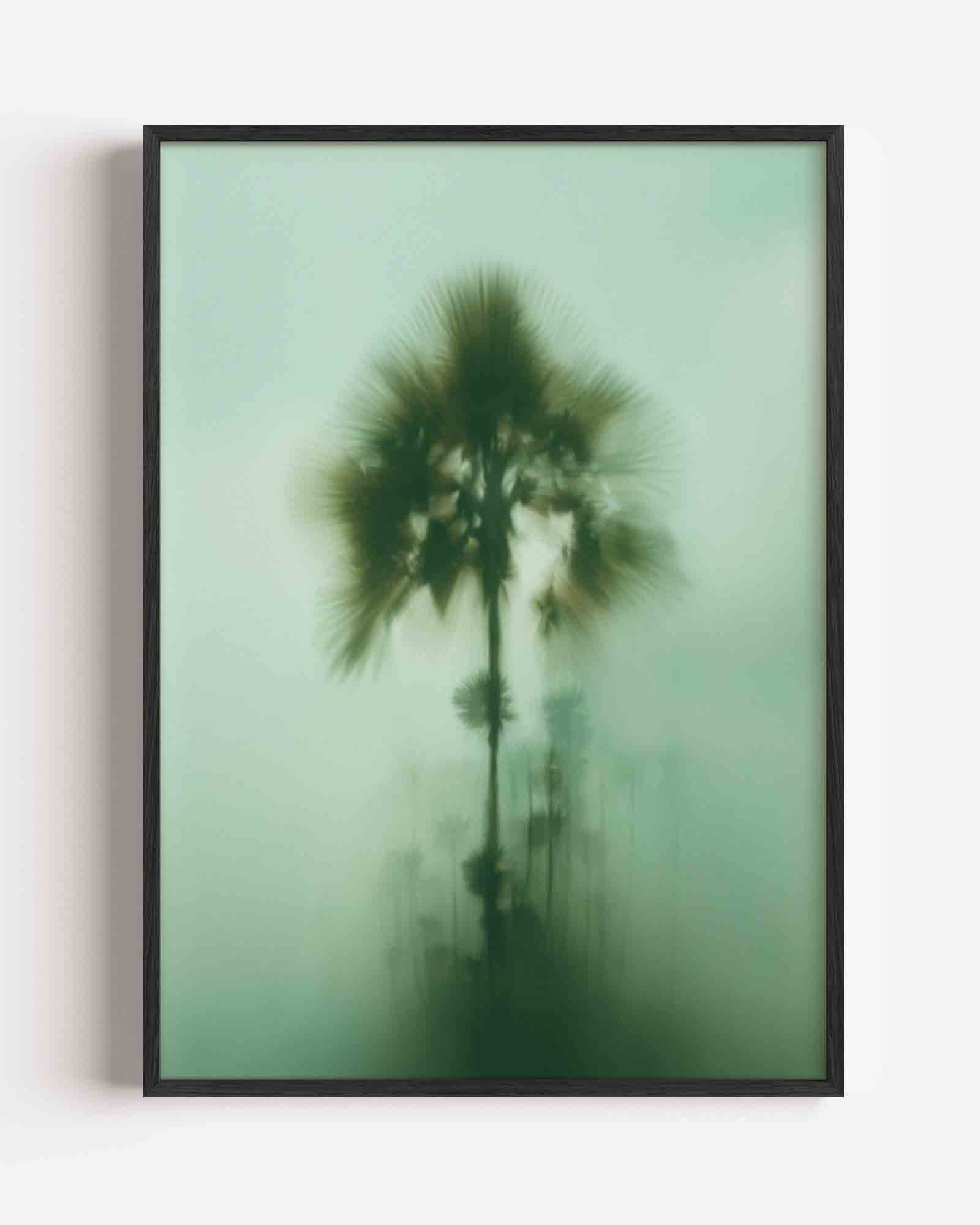 Palmbomen in mist Poster
