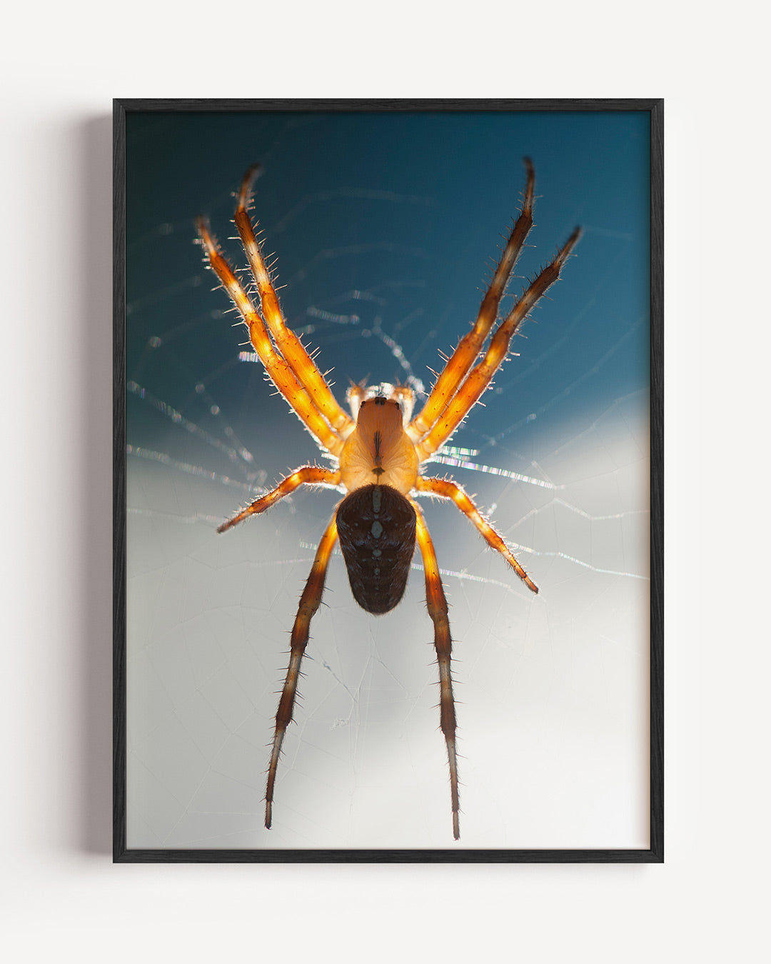 Spin in web Poster