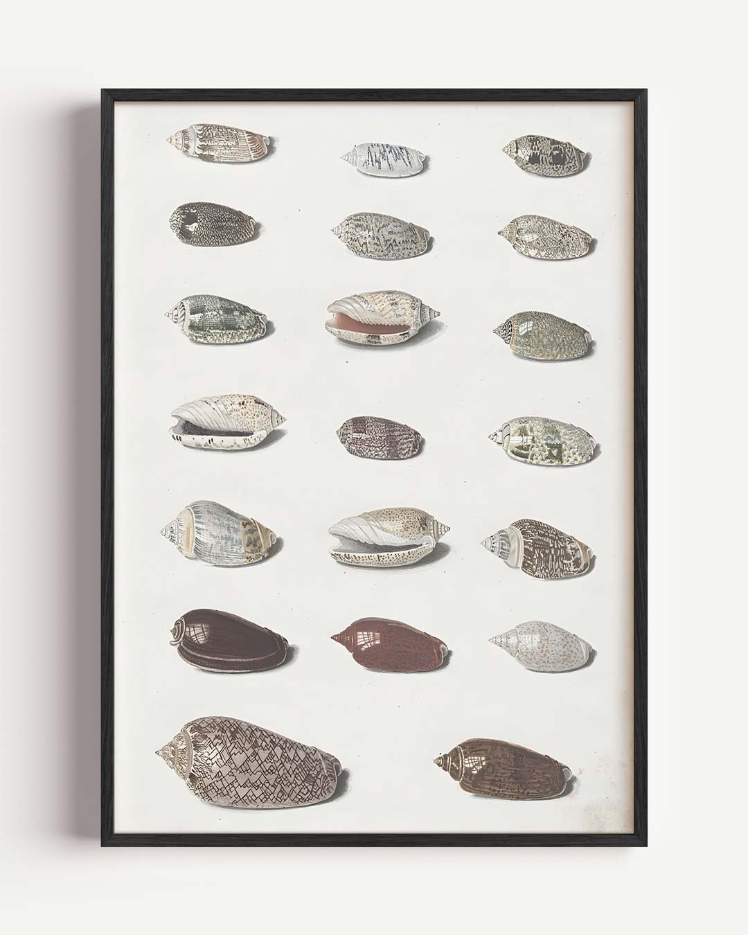 Elegante Schelpen Collectie Poster-WallArtistic