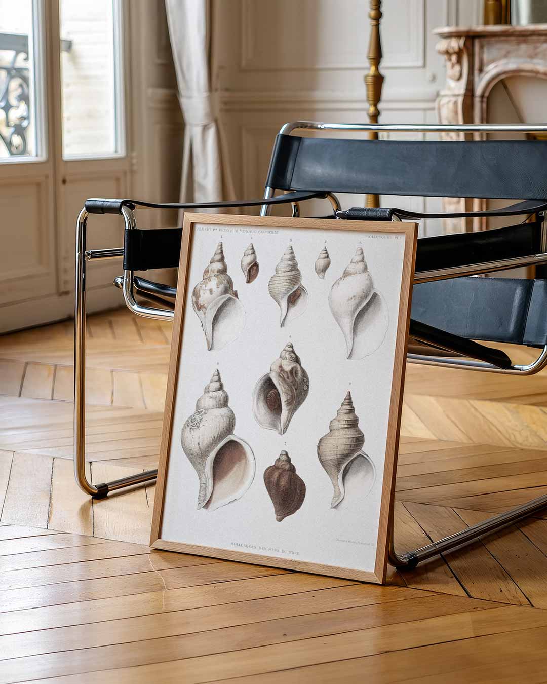 Elegante Schelpenillustratie Poster-WallArtistic