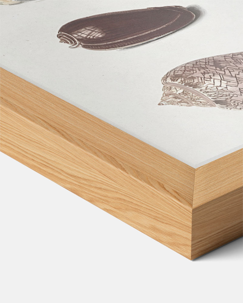Elegante Schelpen Collectie Poster-WallArtistic