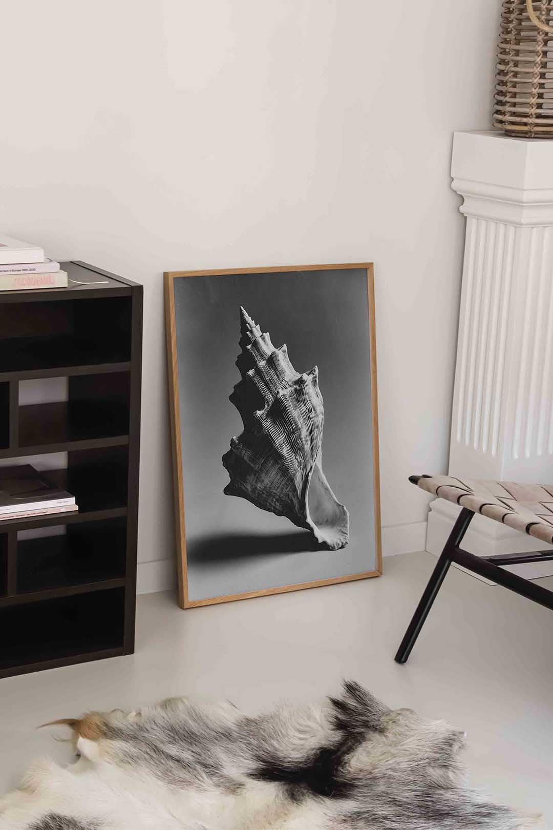 Schelp in zwart wit Poster