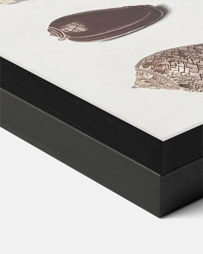 Elegante Schelpen Collectie Poster-WallArtistic