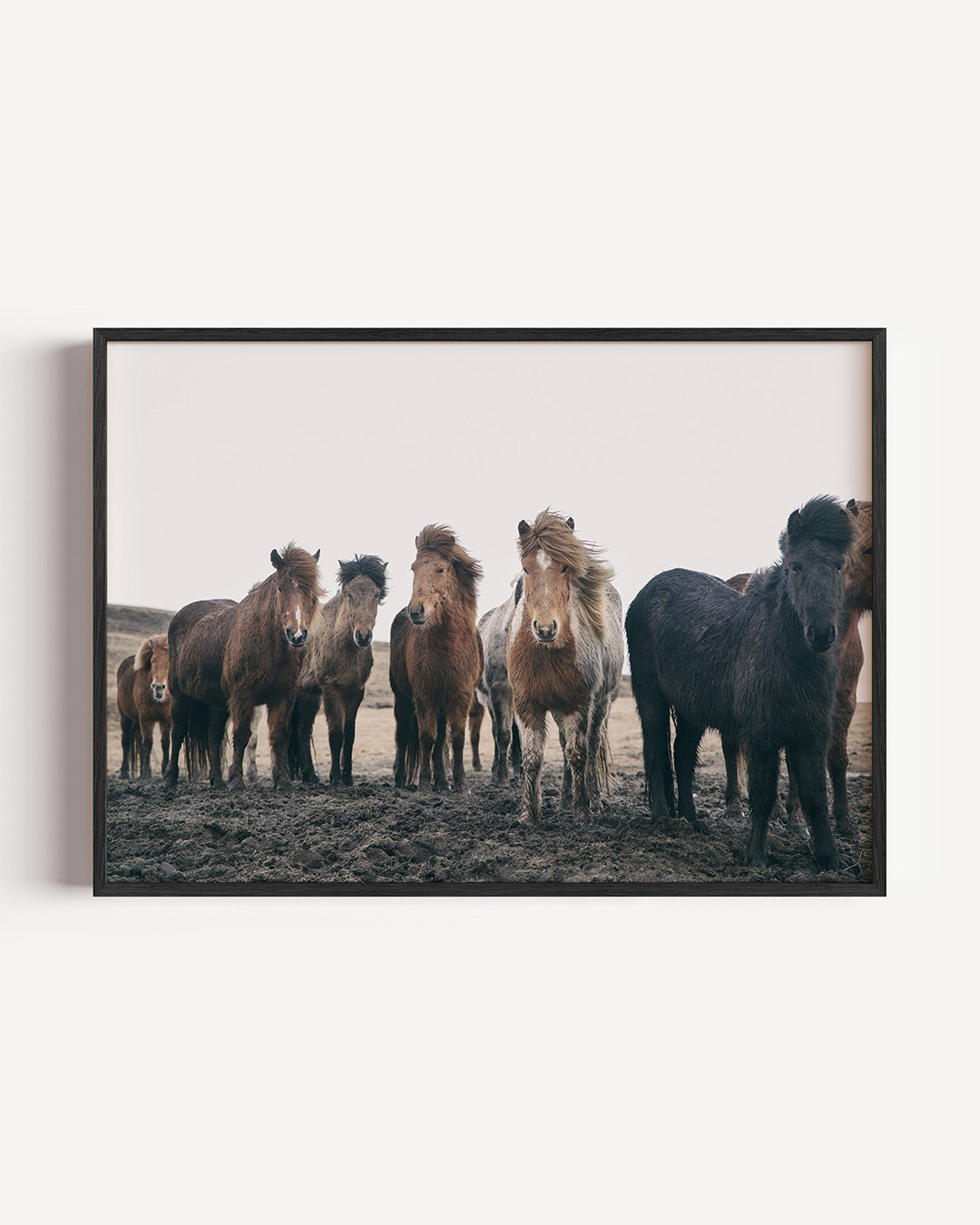 Groep paarden Poster