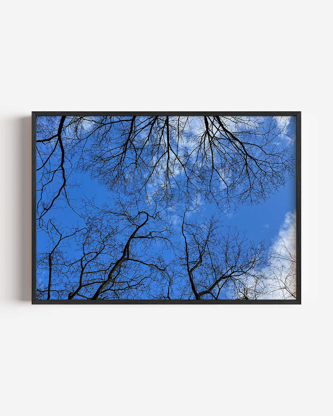 Boomtakken tegen lucht Poster