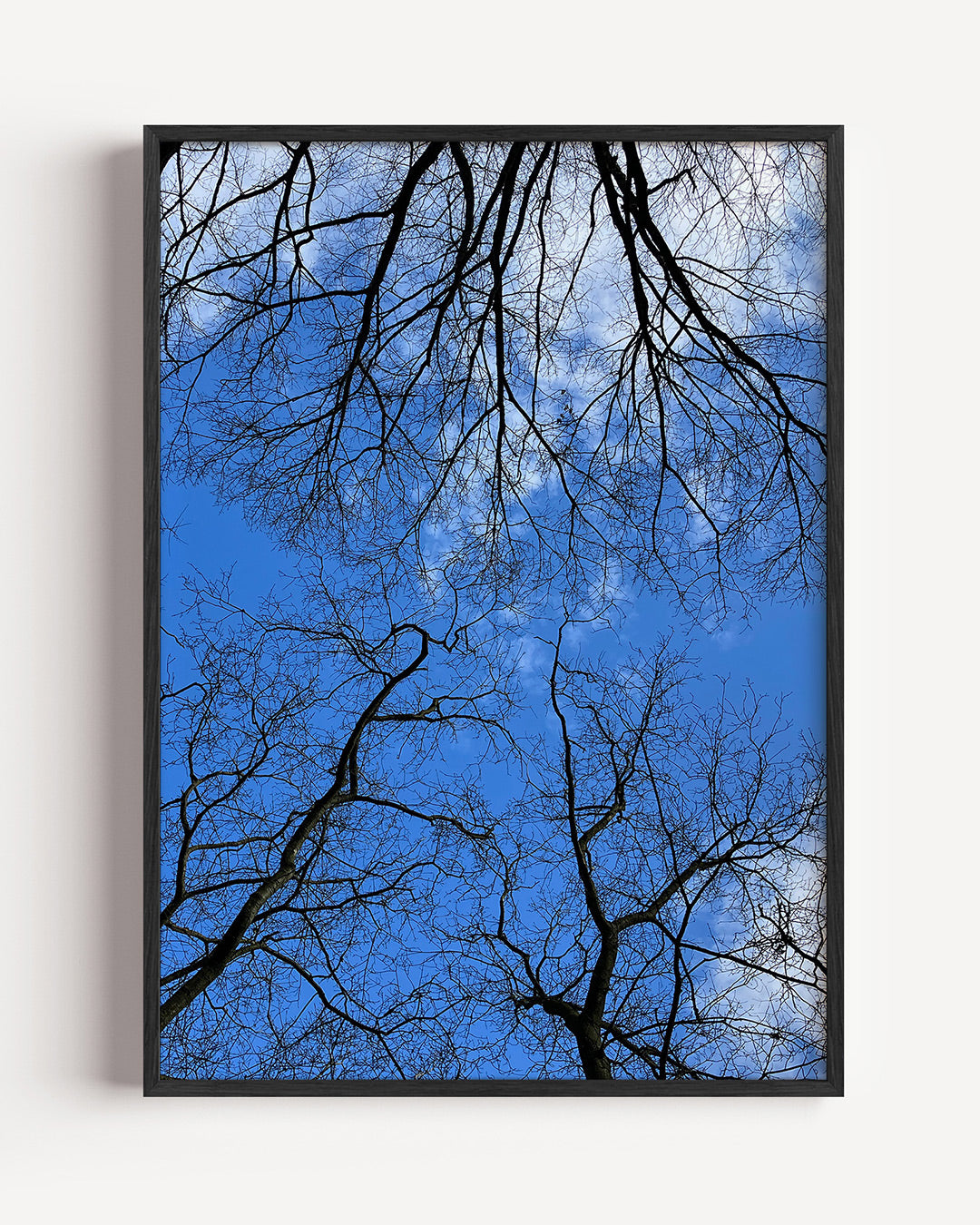 Boomtakken tegen lucht Poster