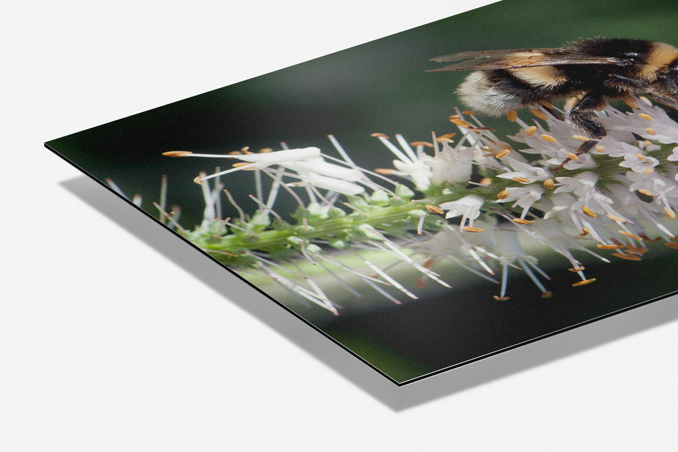 Vrolijke Hommel op Bloem Poster-WallArtistic